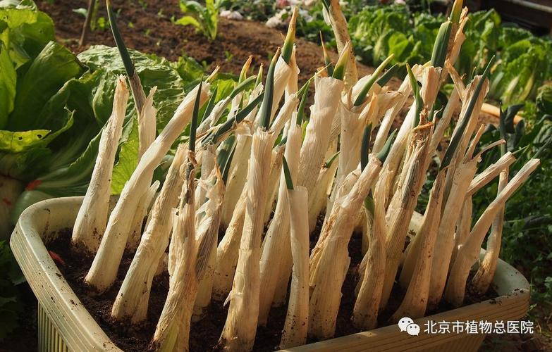 阳台蔬菜种植系列四:播种方式 阳台蔬菜种植系列四:播种方式