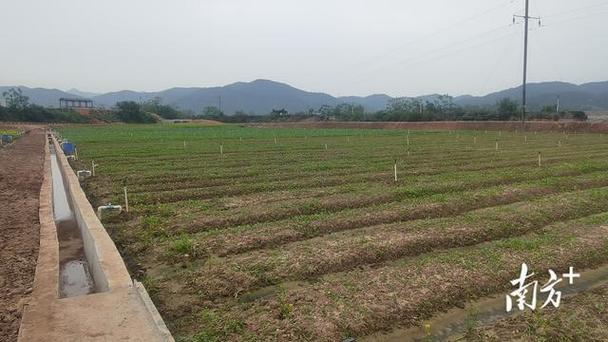 蕉岭文福镇乌土村:蔬菜种植助农增收,小流域治理建设美丽家园