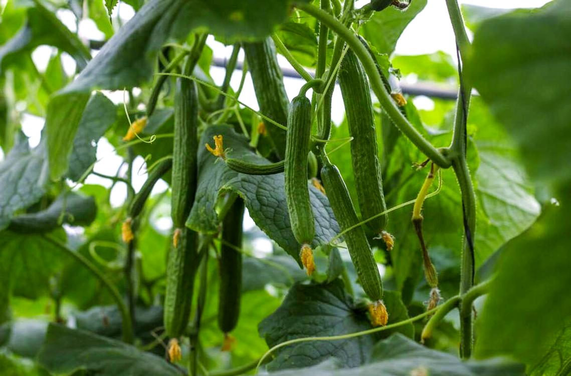 蔬菜种植中开花不坐果的原因及对策解析