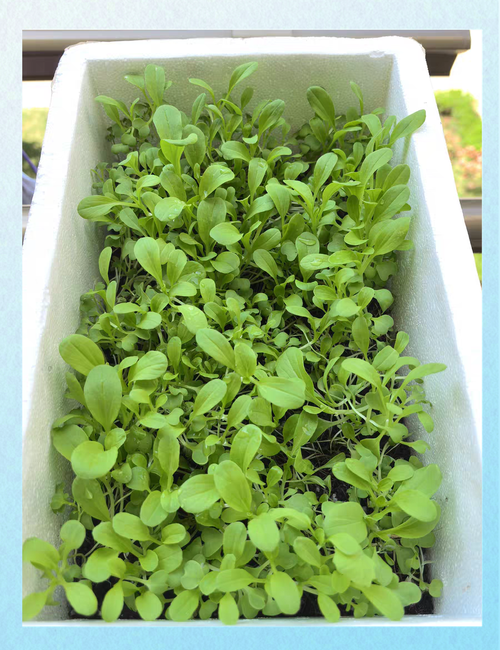 轻松实现阳台蔬菜种植:6种快速生长蔬菜的种植攻略